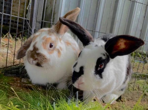 Carrington Animal Rescue