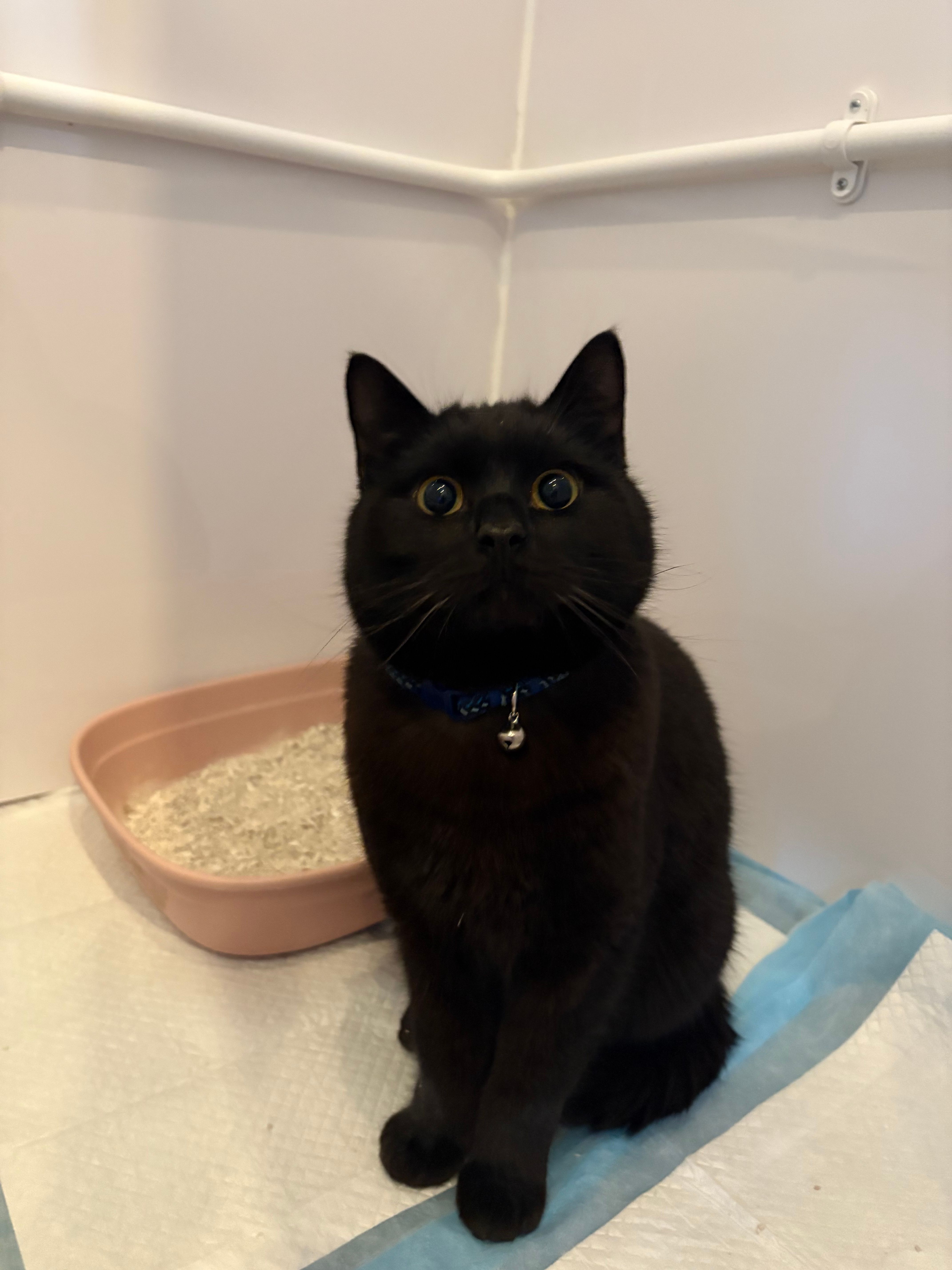 Carrington Animal Rescue