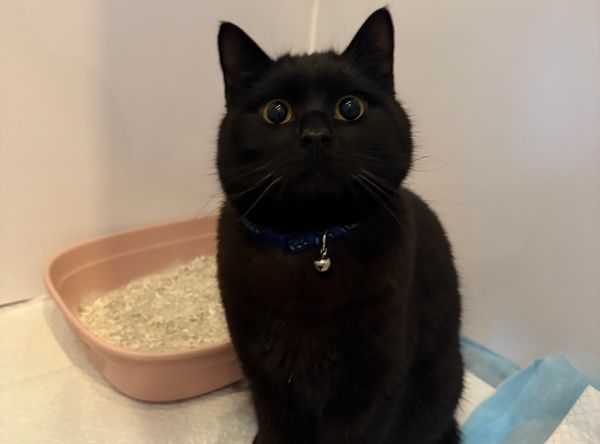 Carrington Animal Rescue