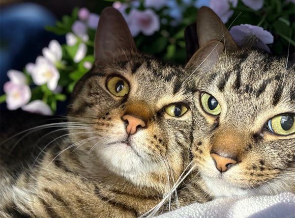 Carrington Animal Rescue