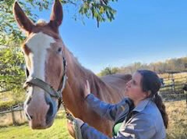 Begin Again Horse Rescue