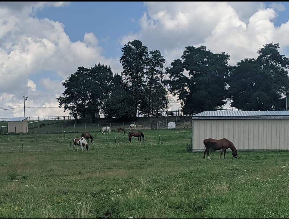 Begin Again Horse Rescue