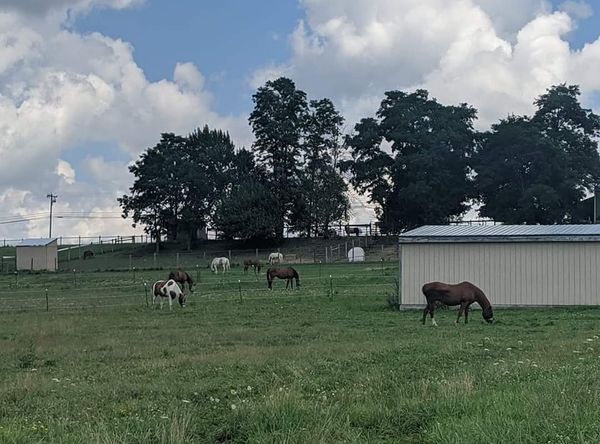 Begin Again Horse Rescue