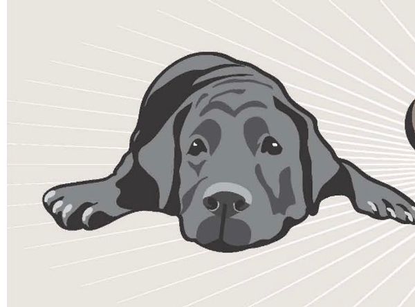 Senior Dog Haven and Hospice