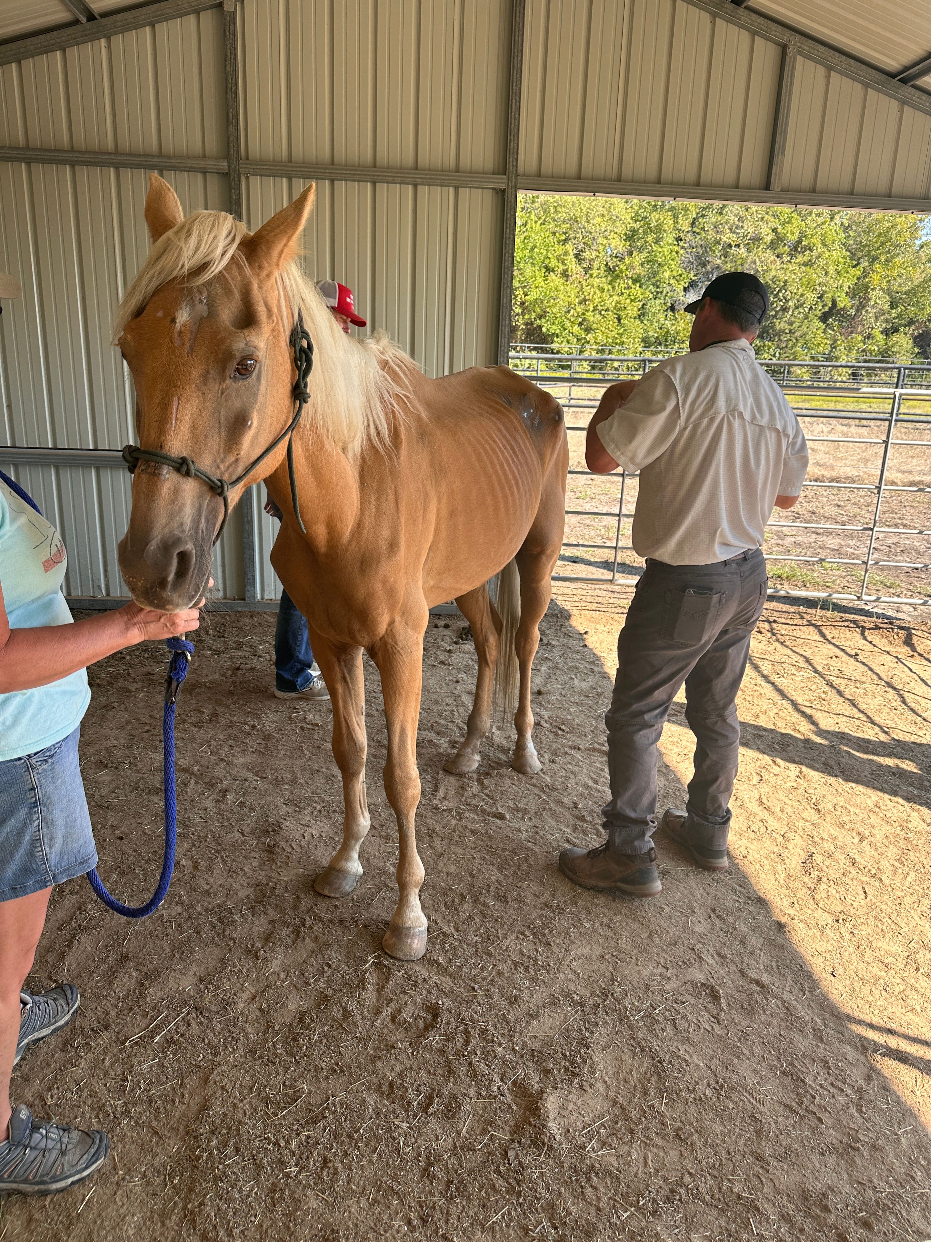 Layla Rose Ranch Equine Rescue