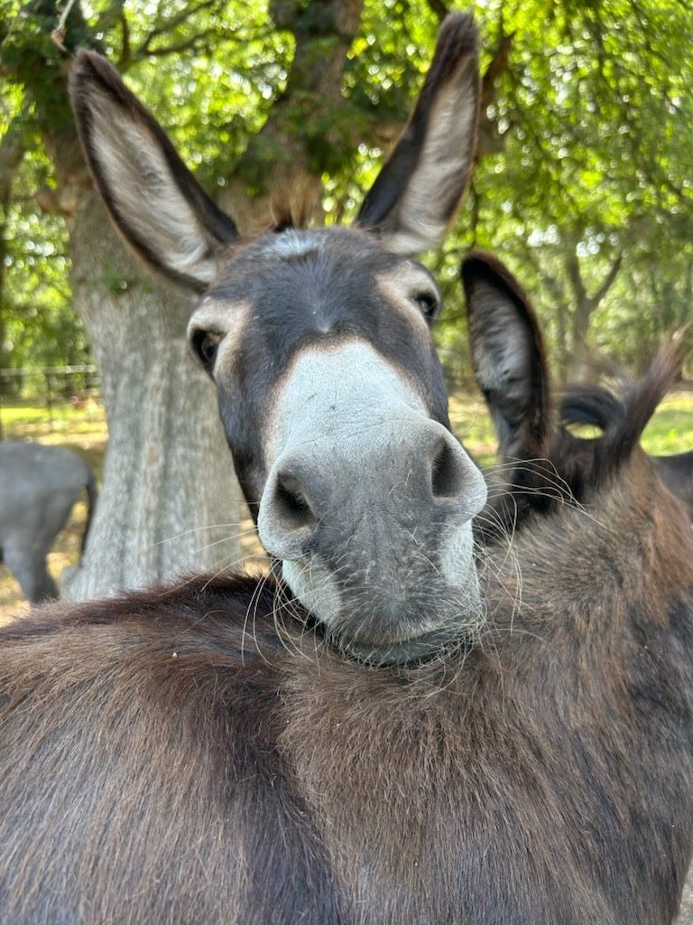 Layla Rose Ranch Equine Rescue