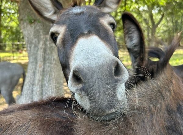 Layla Rose Ranch Equine Rescue