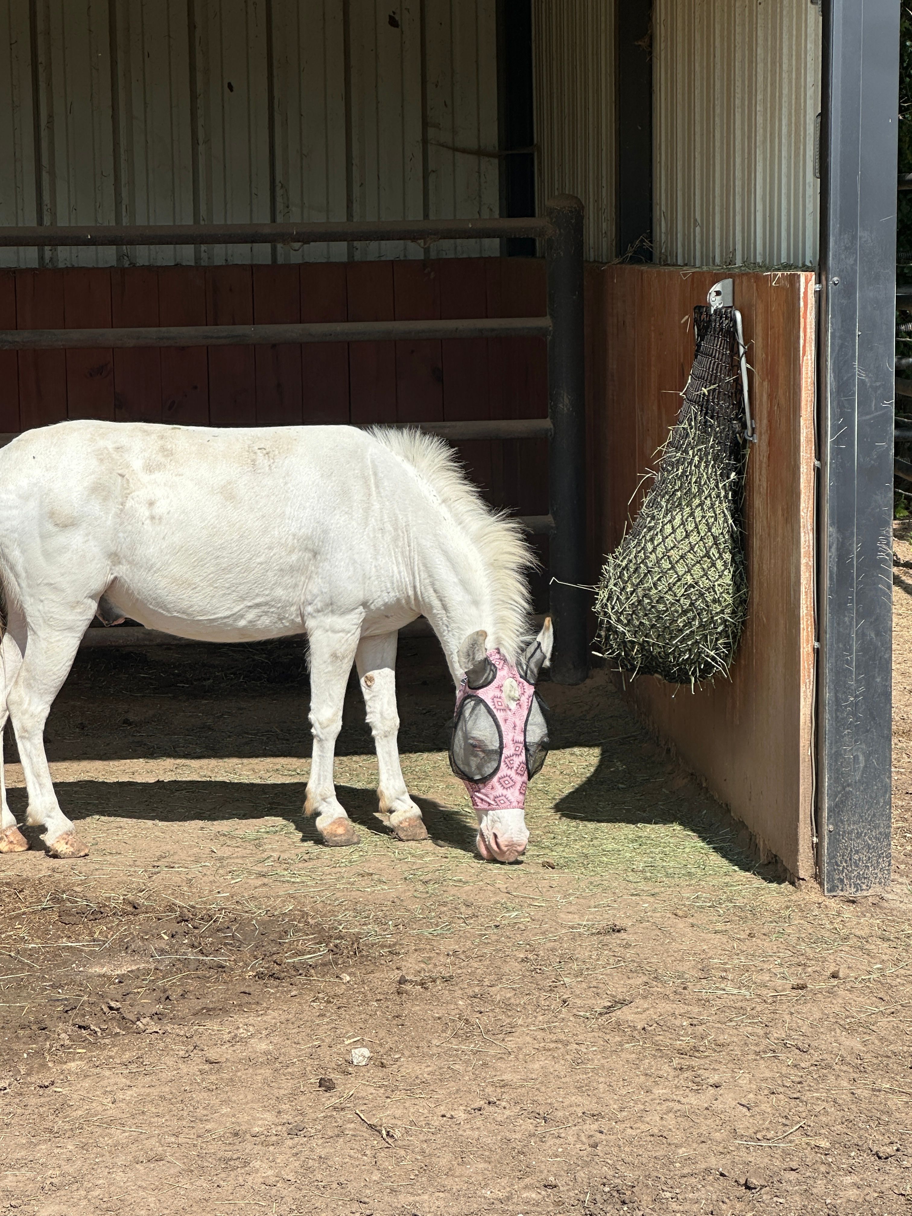 Layla Rose Ranch Equine Rescue