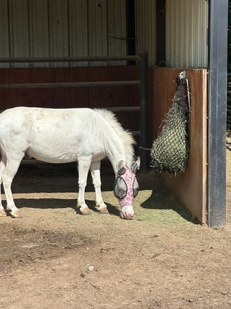 Layla Rose Ranch Equine Rescue