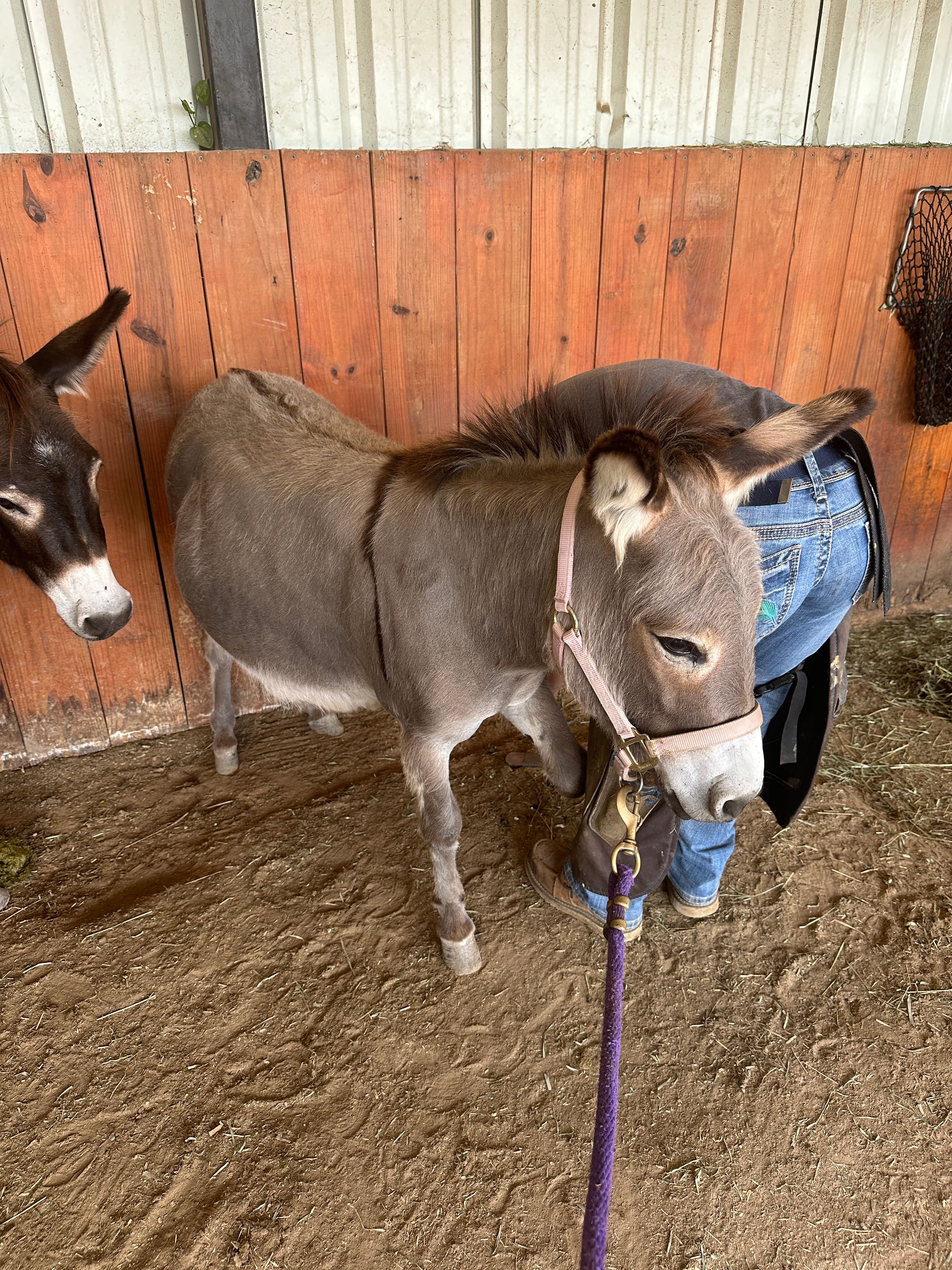 Layla Rose Ranch Equine Rescue