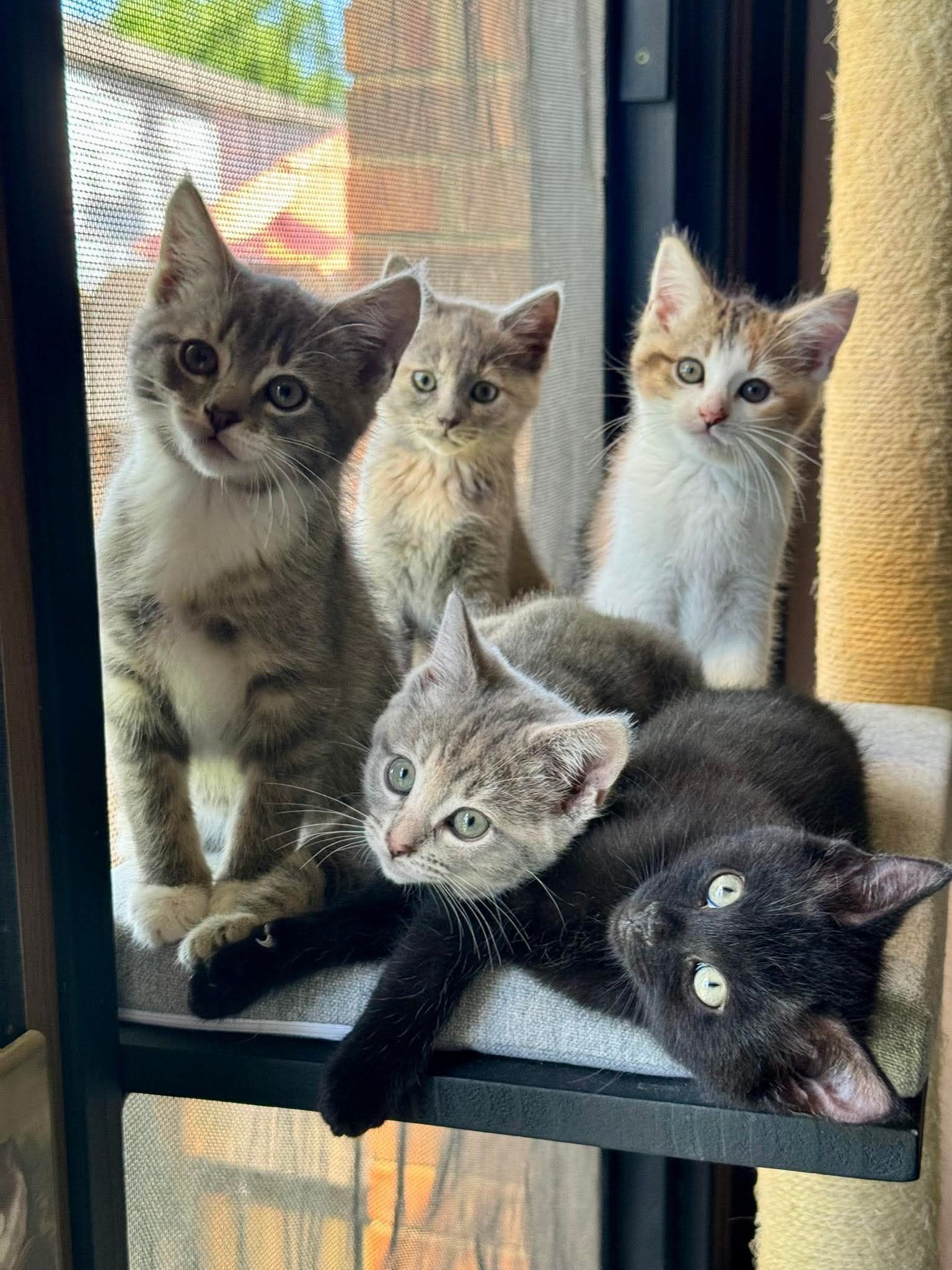 Billy the Kidden Rescue