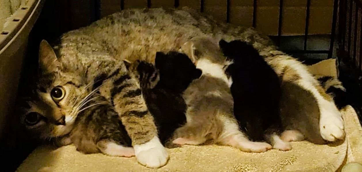 Billy the Kidden Rescue