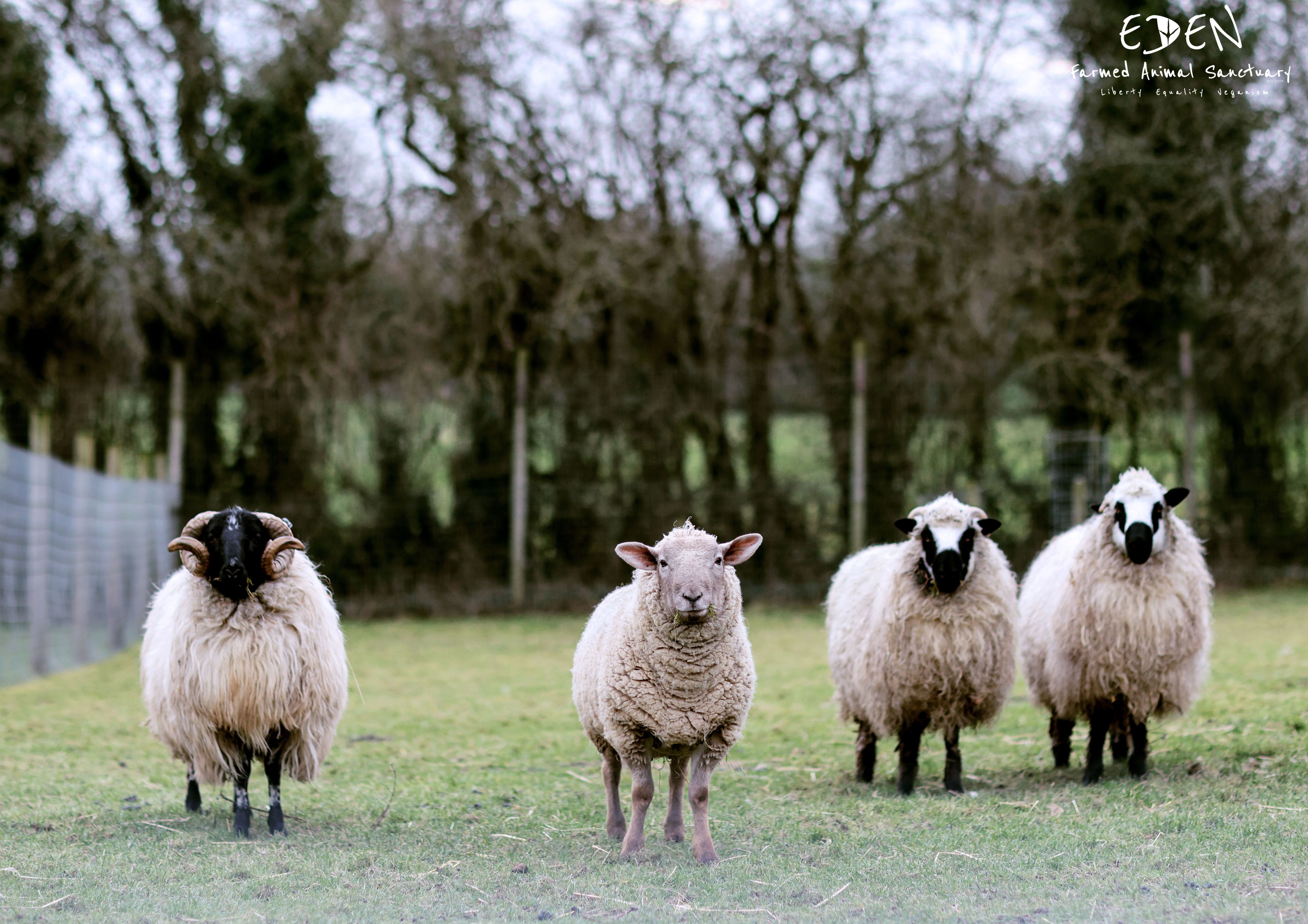 Eden Farmed Animal Sanctuary Ireland