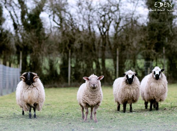 Eden Farmed Animal Sanctuary Ireland