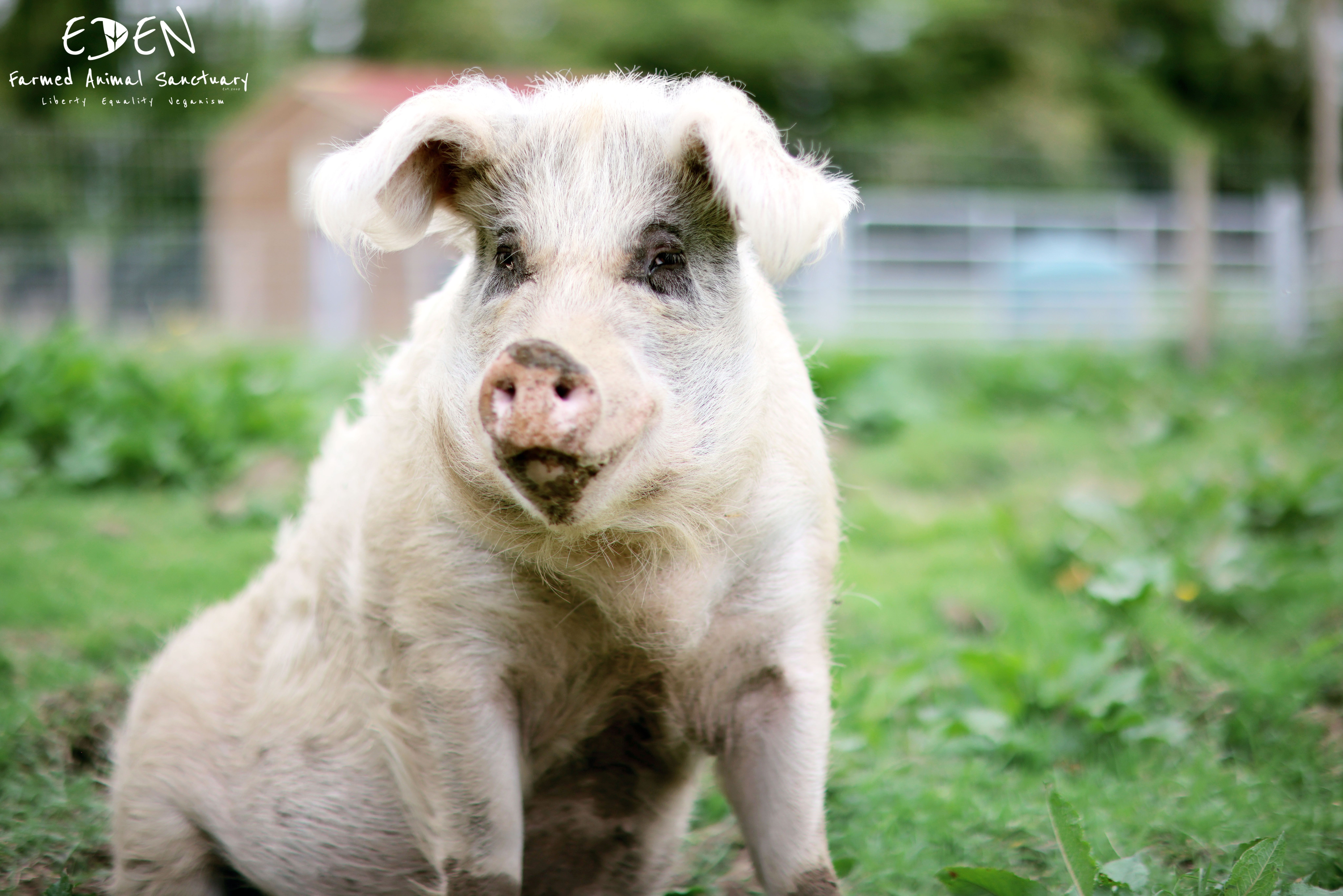 Eden Farmed Animal Sanctuary Ireland