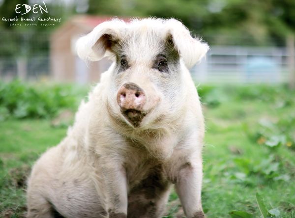 Eden Farmed Animal Sanctuary Ireland