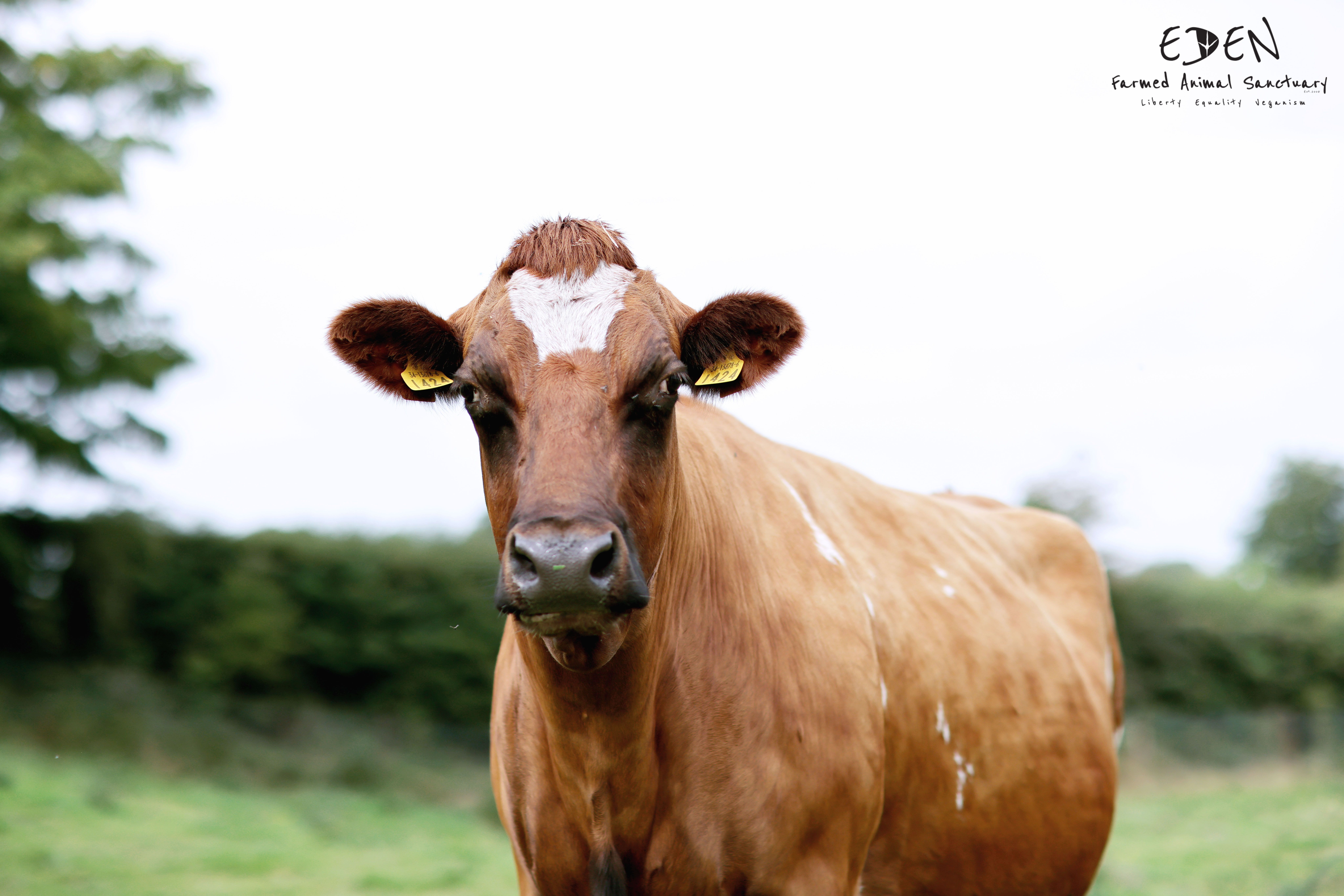 Eden Farmed Animal Sanctuary Ireland