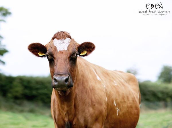 Eden Farmed Animal Sanctuary Ireland