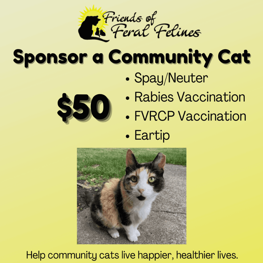 Friends of Feral Felines