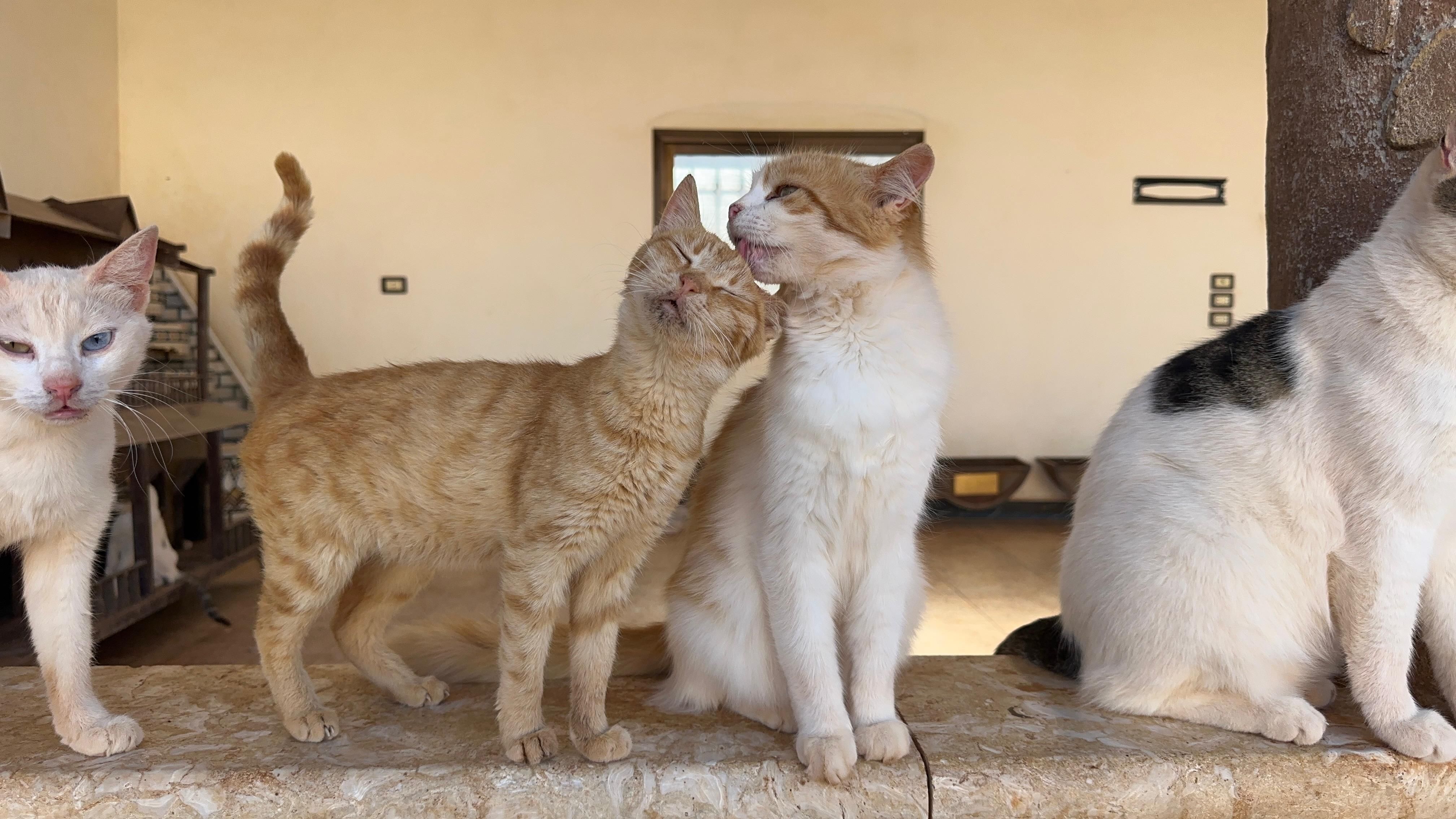 Ernesto's Sanctuary for Syrian Cats