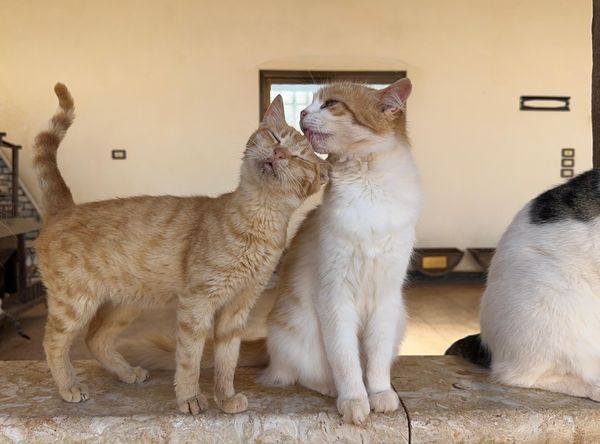 Ernesto's Sanctuary for Syrian Cats