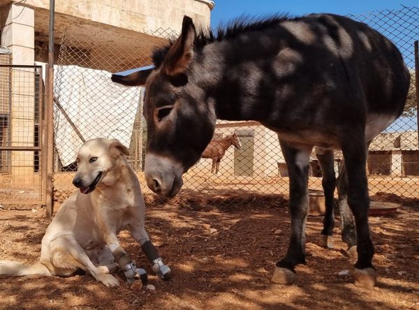 Ernesto's Sanctuary for Syrian Cats