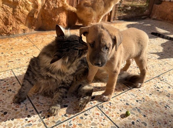 Ernesto's Sanctuary for Syrian Cats