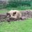 Hillfields animal sanctuary
