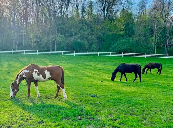 February Star Sanctuary