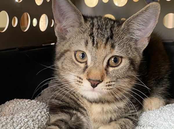 February Star Sanctuary