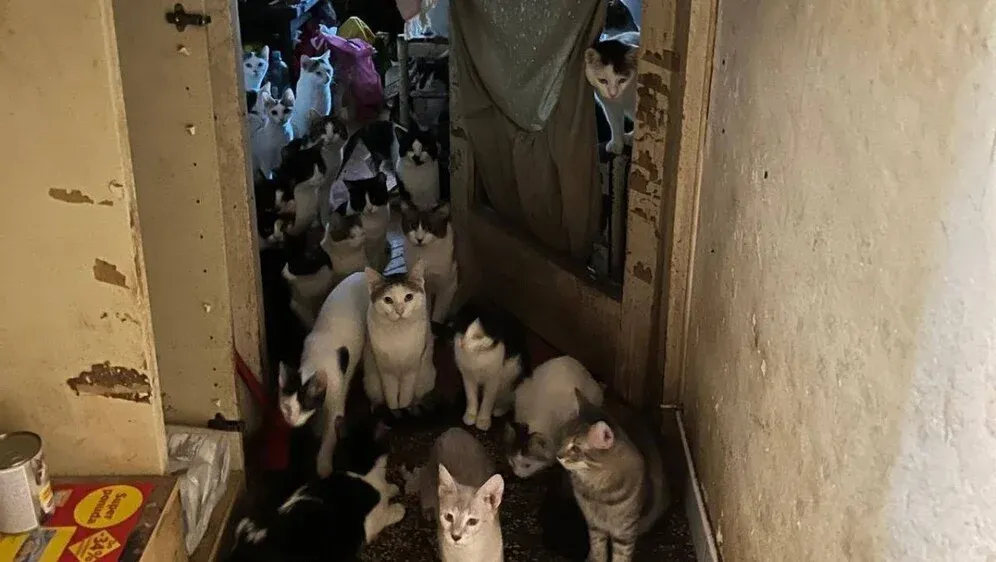 Kitten Safe House