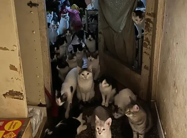 Kitten Safe House