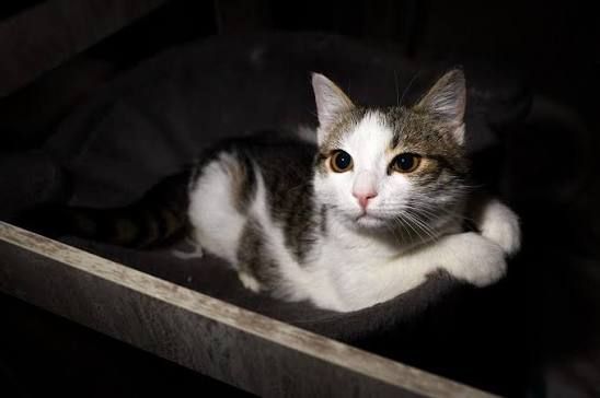 Kitten Safe House