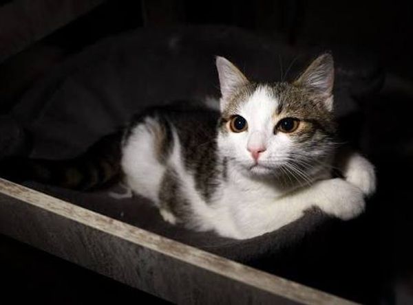 Kitten Safe House