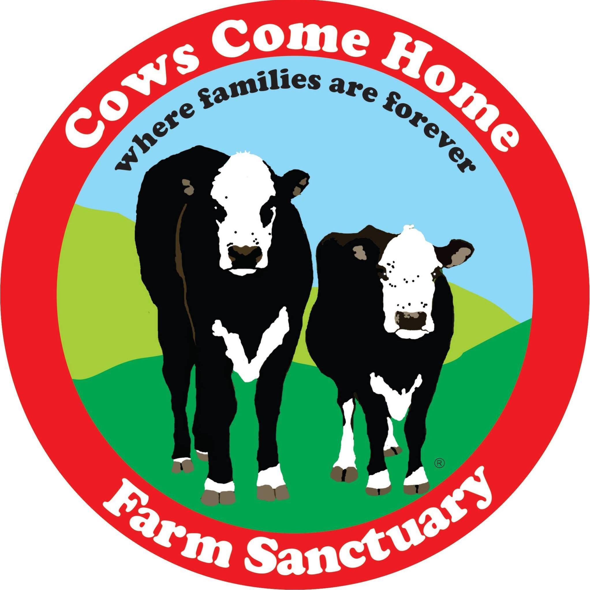 Cows come home sanctuary