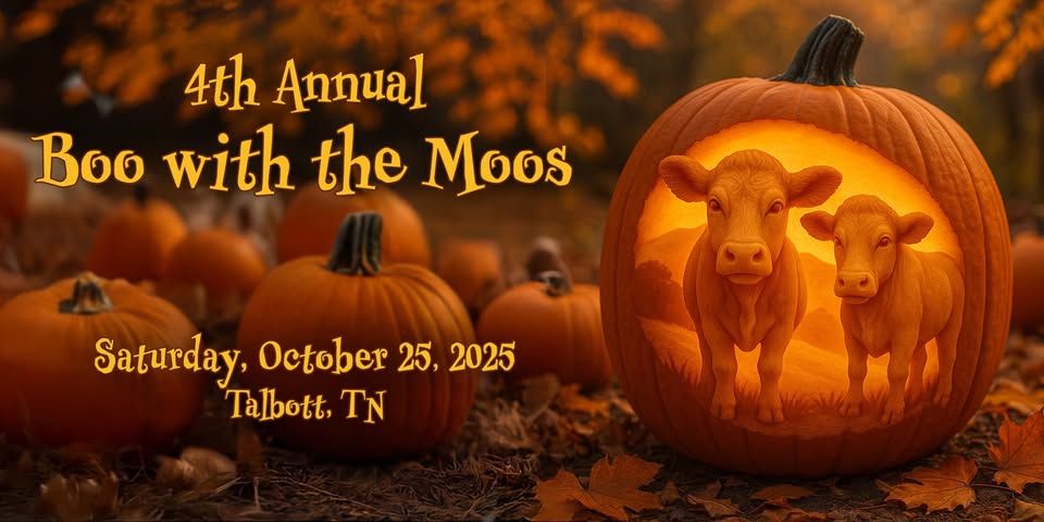 Cows come home sanctuary