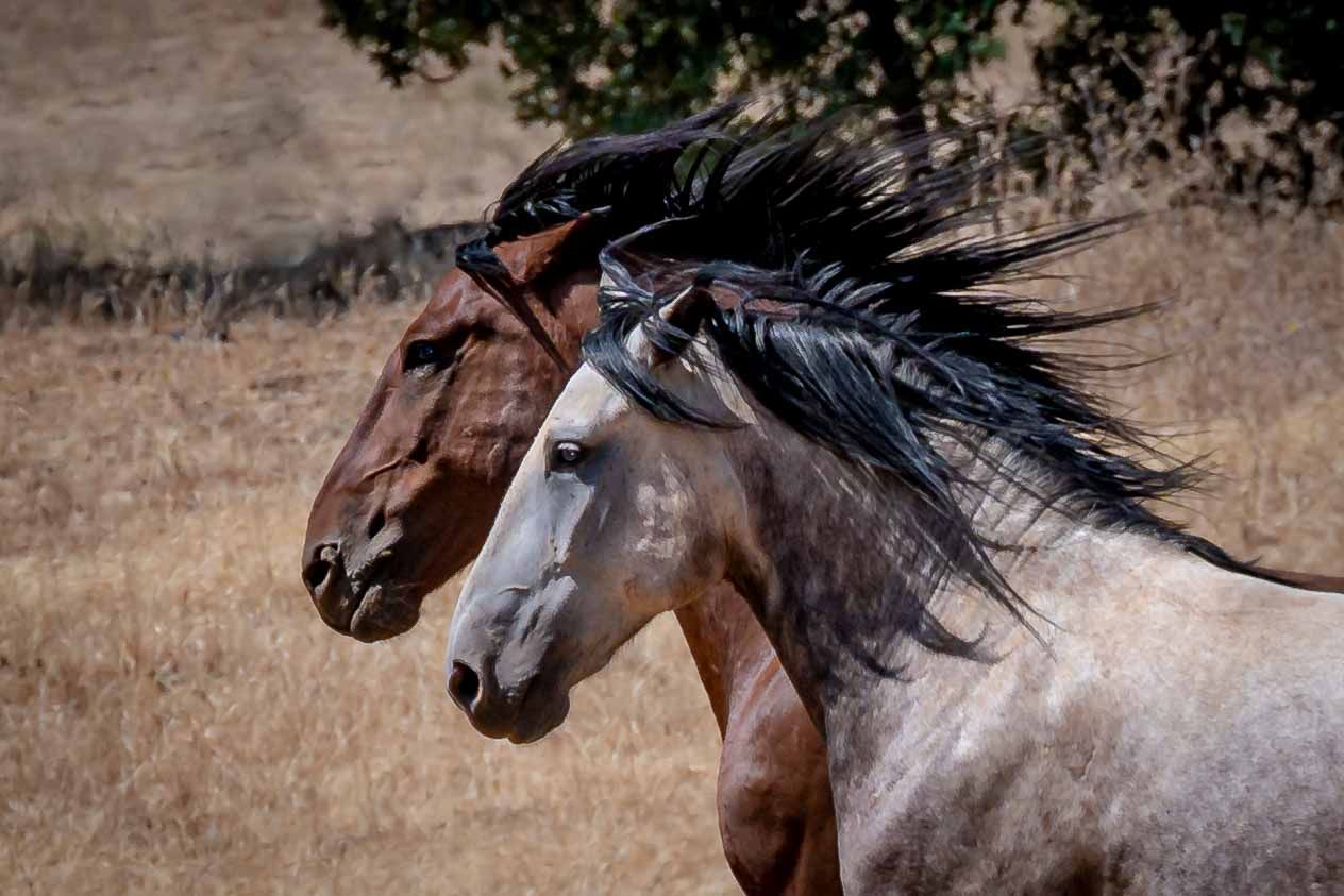 All About Equine Animal Rescue