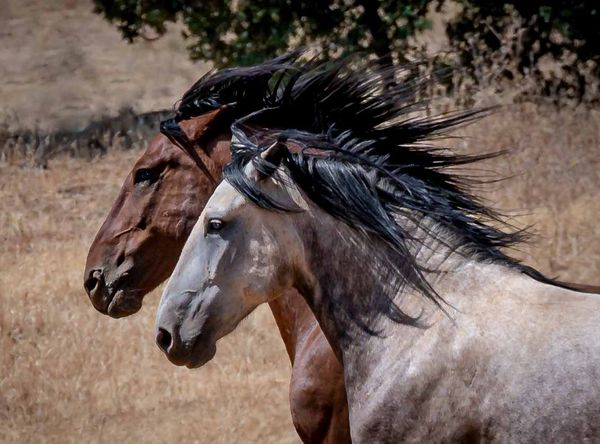 All About Equine Animal Rescue