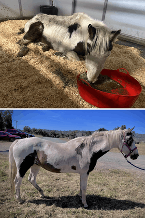 All About Equine Animal Rescue