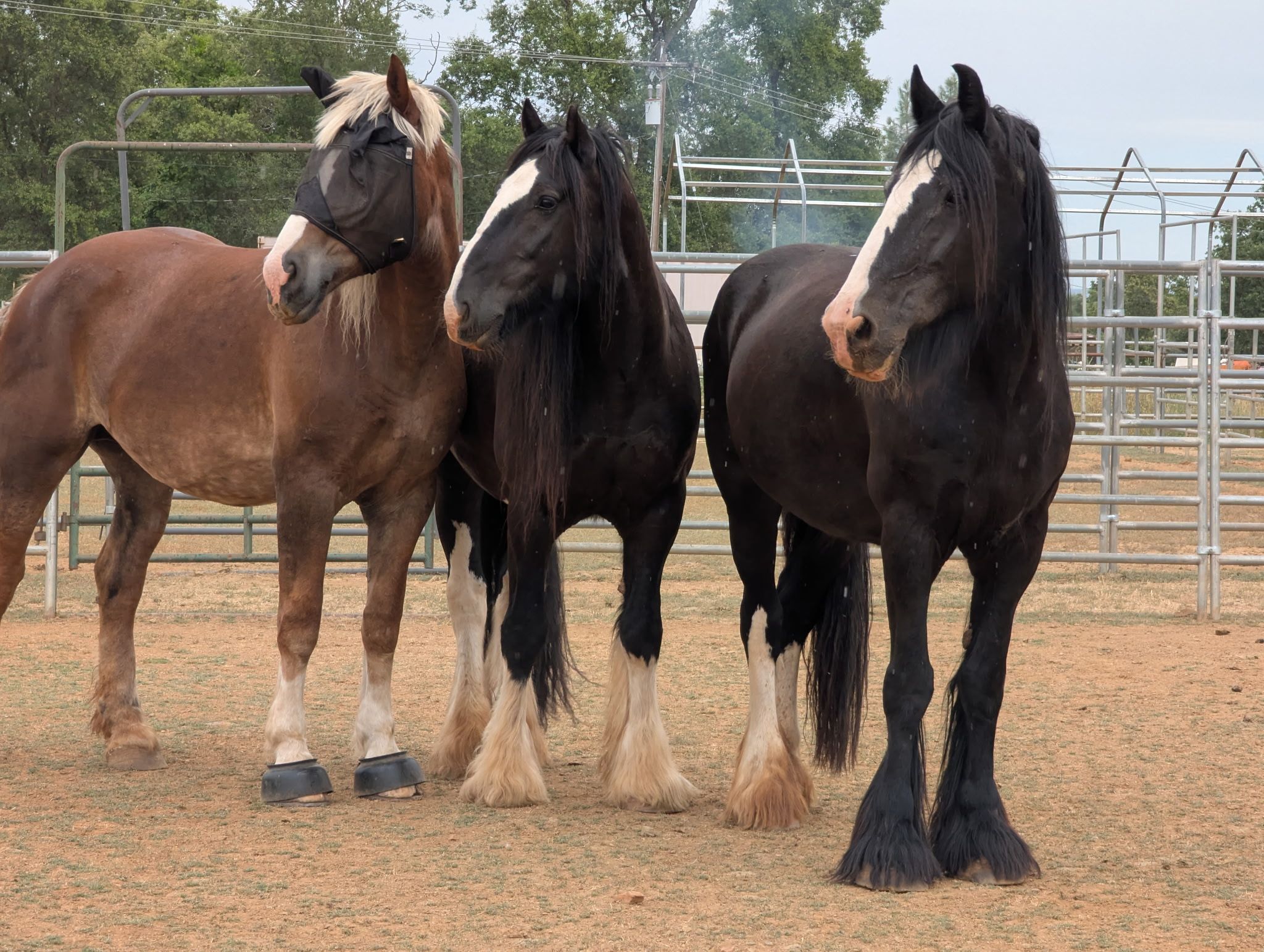All About Equine Animal Rescue