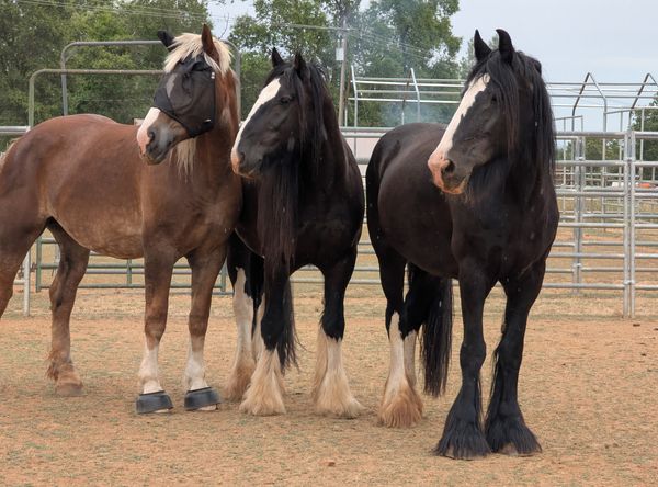 All About Equine Animal Rescue