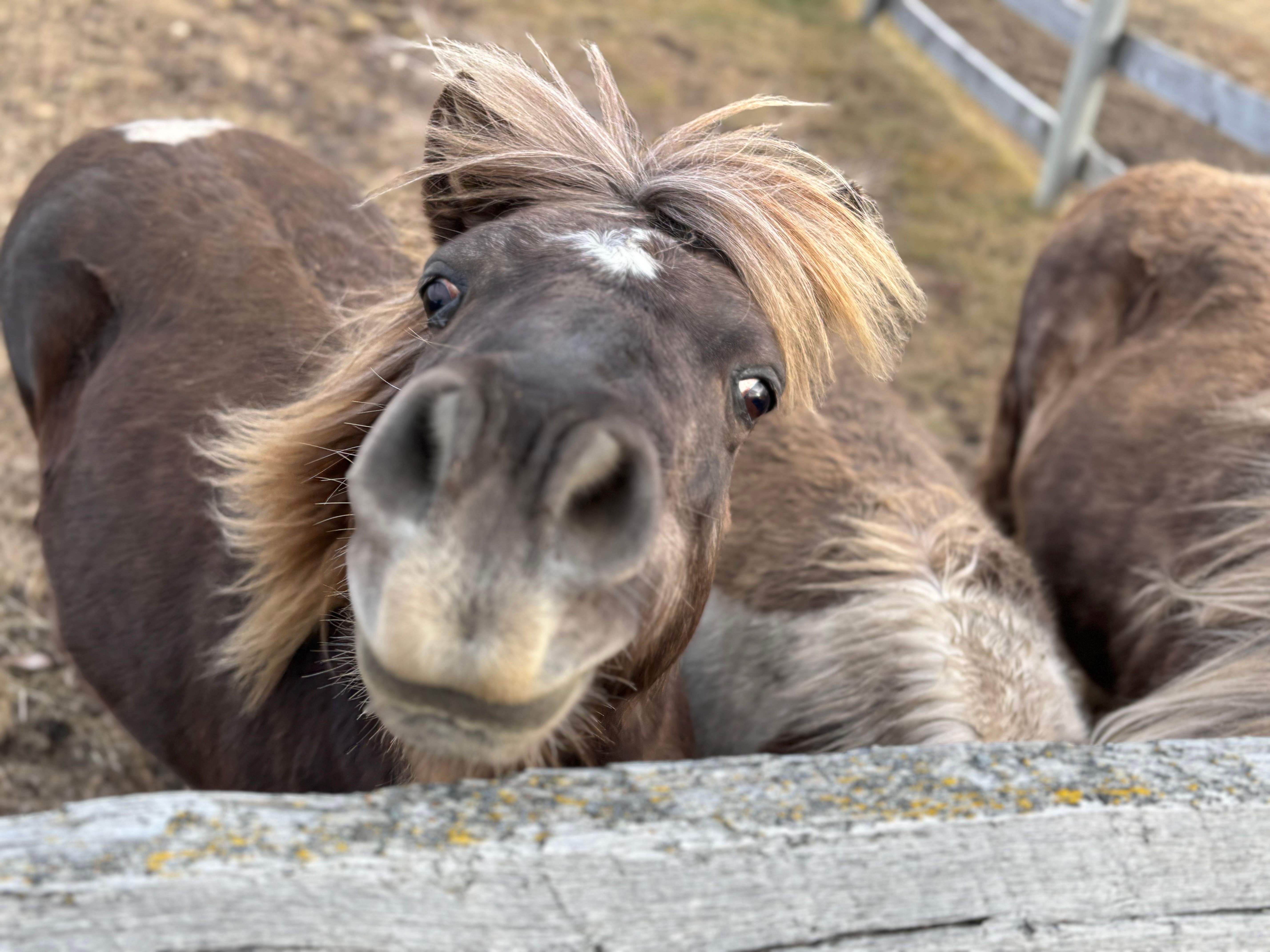 Out of Africa Animal Sanctuary