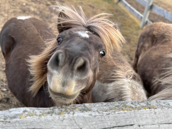 Out of Africa Animal Sanctuary
