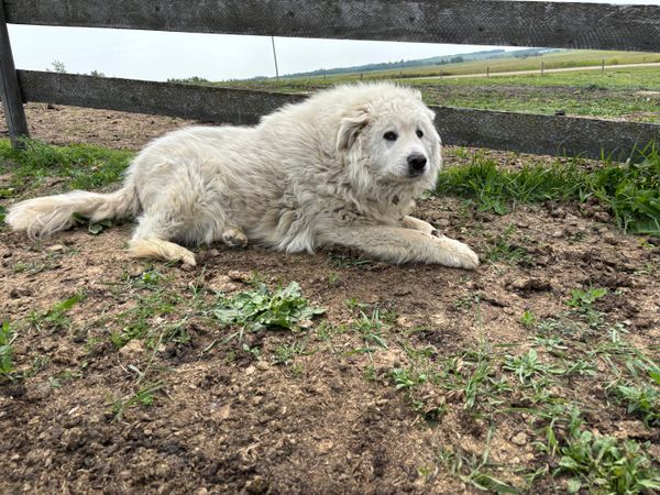 Out of Africa Animal Sanctuary