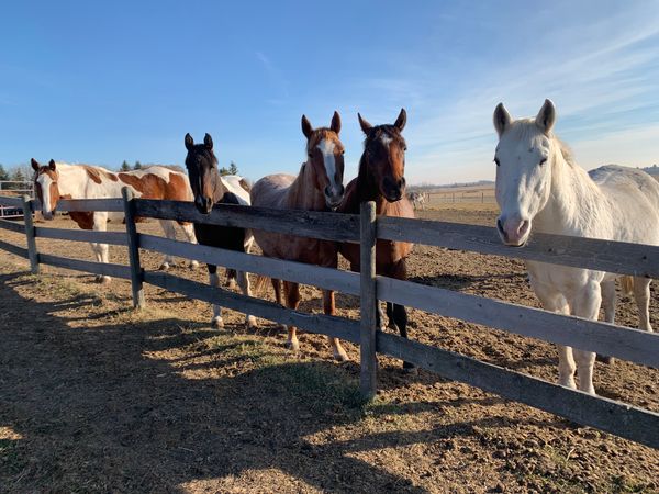 Out of Africa Animal Sanctuary