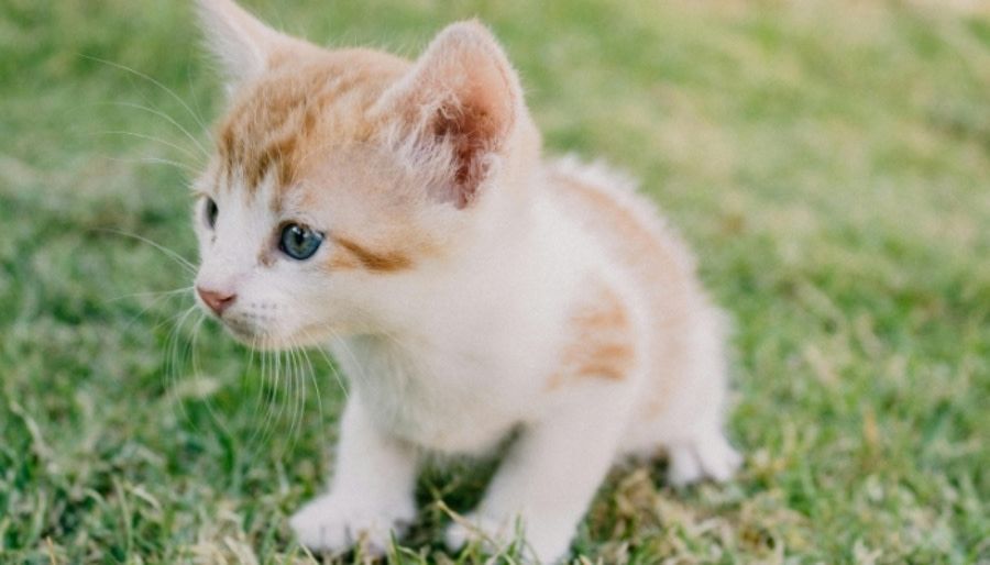 Community Cat Rescue and Adoption Center