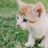 Community Cat Rescue and Adoption Center