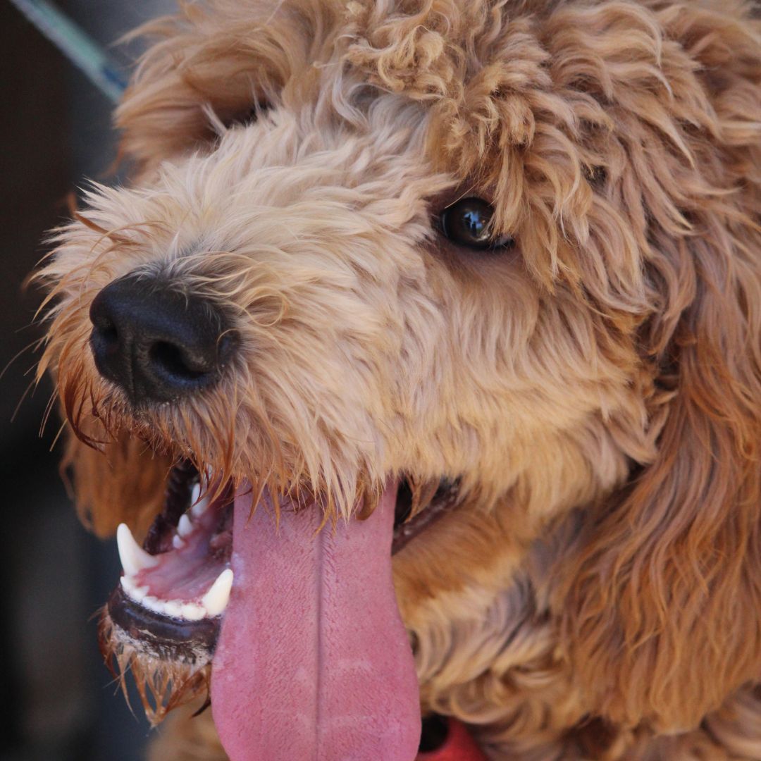 Vets for Climate Action