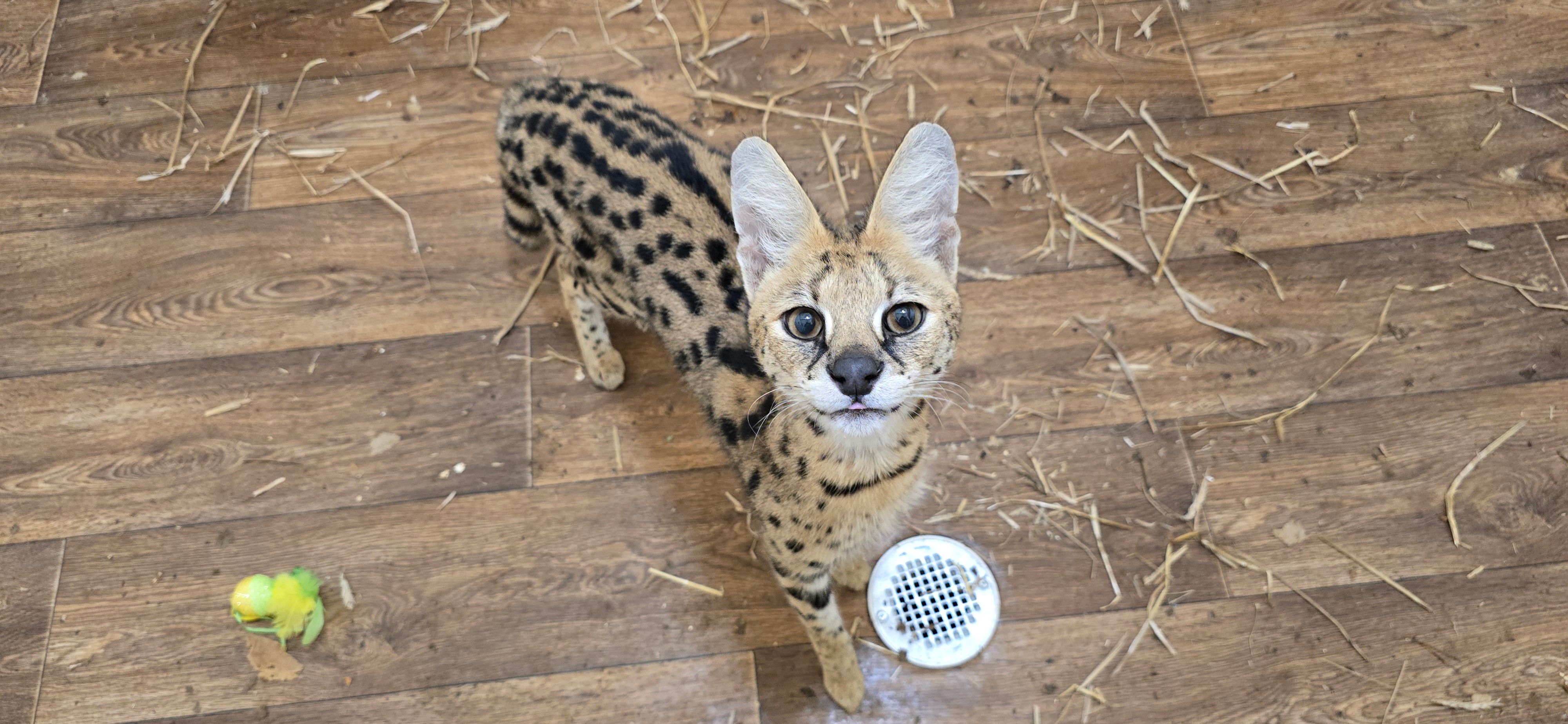 Exotic Pet Wonderland