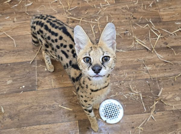 Exotic Pet Wonderland